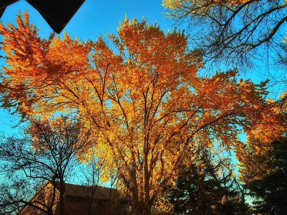 Tree at sunset with brilliant fall foliage. 