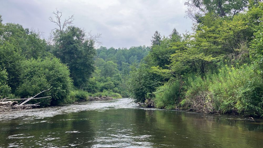 Picture of River surrounded by trees with cloudy sky