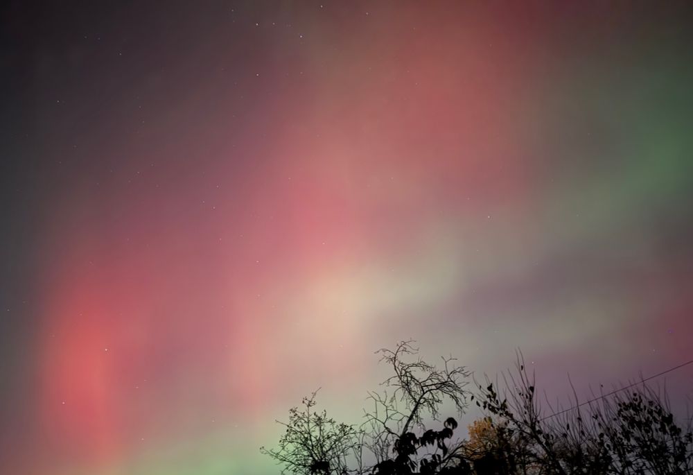 Landscape orientation of the aurora borealis over Columbus, Ohio, on 11/11. At the bottom you see the top of a tree with only a few leaves and above that ribbons of green flowing left to right and then red and golden red vertical columns of light. 