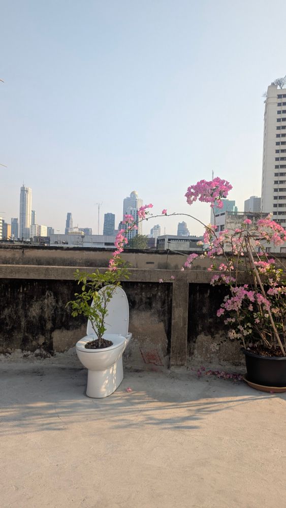 Auf einer Dachterrasse in Bangkok steht eine alte Toilette, die kreativ als Pflanzgefäß für eine grüne Pflanze mit rosa Blüten genutzt wird. Daneben wächst eine weitere Bougainvillea in einem großen Blumentopf. Im Hintergrund ragt die Skyline der Stadt empor, mit dem markanten Lebua State Tower, dessen goldene Kuppel über den Hochhäusern leuchtet.
