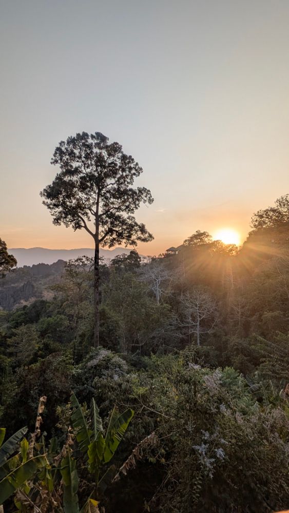 Eine malerische Landschaft in Laos mit einem hohen Baum im Vordergrund, umgeben von dichtem, tropischem Wald. Im Hintergrund geht die Sonne langsam unter, während ihre warmen Strahlen die Szene mit goldenen und orangefarbenen Tönen durchfluten. Die sanften Hügel und Silhouetten der Berge vervollständigen die friedliche Atmosphäre.
