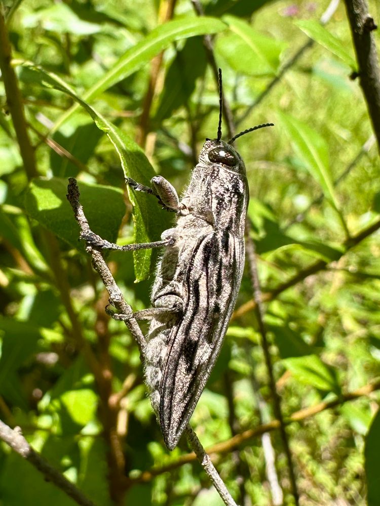 Pine borer beetle east Texas 