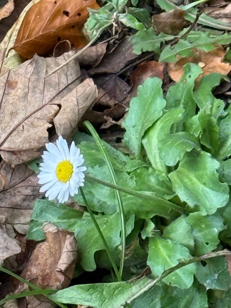 A daisy on it’s own
