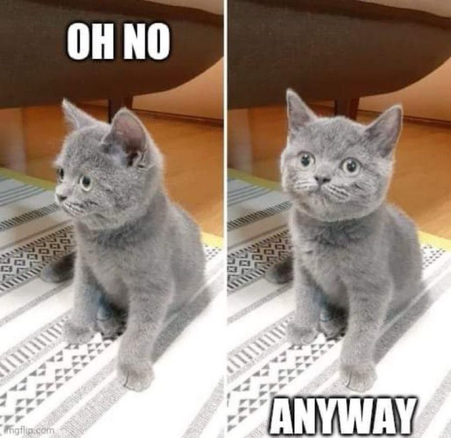 A grey kitten looking shocked, with text: oh no! Anyway