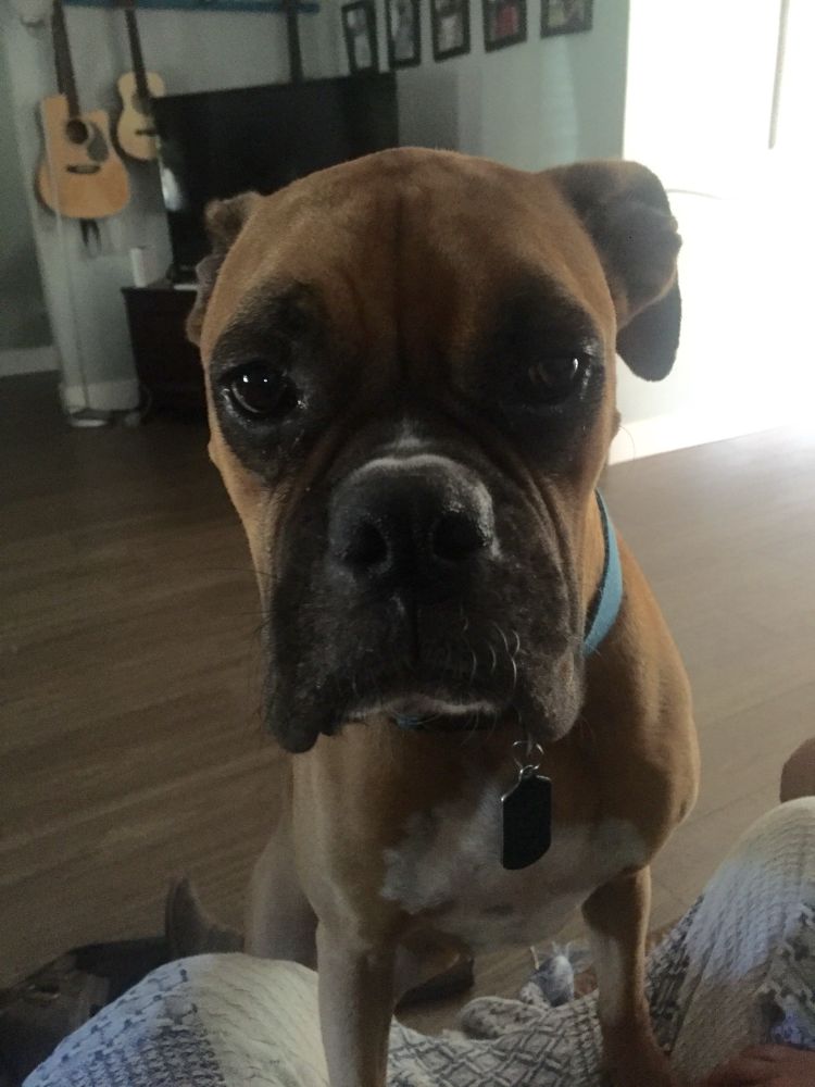 Close-up picture of the face of the best boxer pup who ever lived. RIP Gunner 