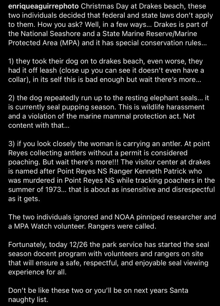 enriqueaguirrephoto Christmas Day at Drakes beach, these two individuals decided that federal and state laws don't apply to them. How you ask? Well, in a few ways... Drakes is part of the National Seashore and a State Marine Reserve/Marine Protected Area (MPA) and it has special conservation rules...
1) they took their dog on to drakes beach, even worse, they had it off leash (close up you can see it doesn't even have a collar), in its self this is bad enough but wait there's more...
2) the dog repeatedly run up to the resting elephant seals... it is currently seal pupping season. This is wildlife harassment and a violation of the marine mammal protection act. Not content with that...
3) if you look closely the woman is carrying an antler. At point Reyes collecting antlers without a permit is considered poaching. But wait there's more!!! The visitor center at drakes is named after Point Reyes NS Ranger Kenneth Patrick who was murdered in Point Reyes NS while tracking poachers in the summer of 1973... that is about as insensitive and disrespectful as it gets.
The two individuals ignored and NOAA pinniped researcher and a MPA Watch volunteer. Rangers were called.
Fortunately, today 12/26 the park service has started the seal season docent program with volunteers and rangers on site that will ensure a safe, respectful, and enjoyable seal viewing experience for all.
Don't be like these two or you'll be on next years Santa naughty list.