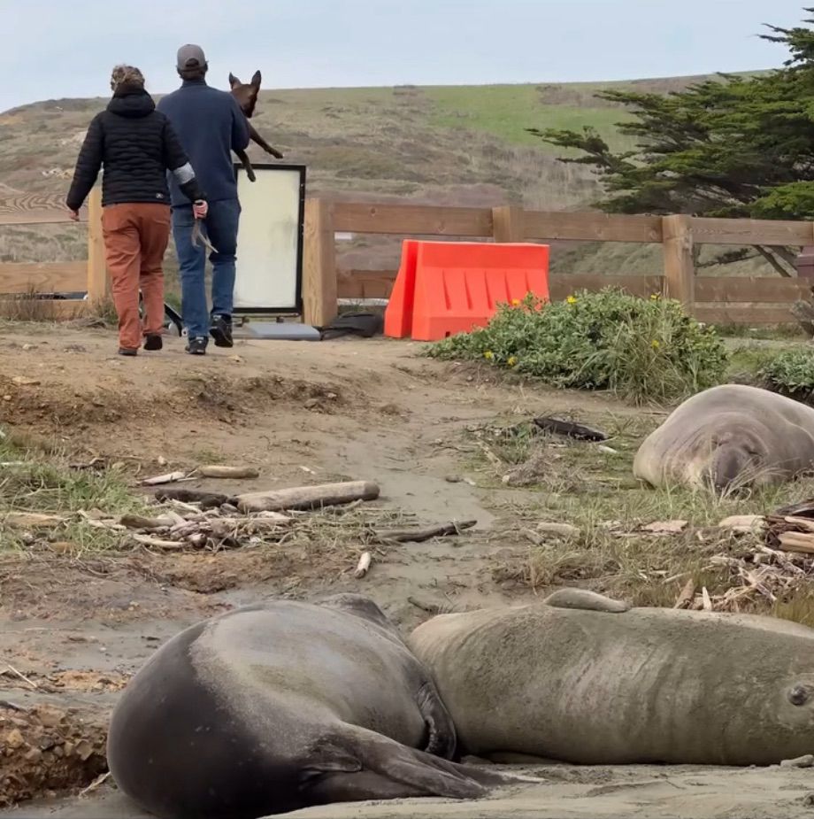 Two people holding their unleashed dog and an elk antler, just a few feet away from elephant seals on the beach.