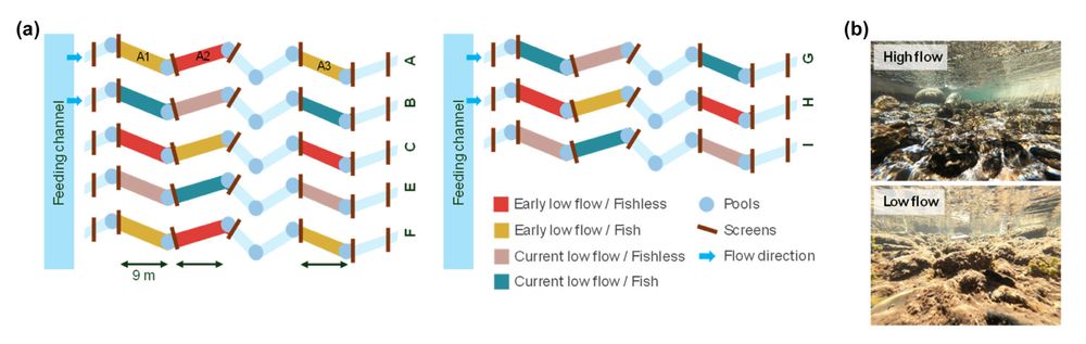 Fig. 1. (a) Schematic presentation of the experimental setup with the four treatment combinations and their position within the experimental channels.(b) Underwater view of a rifﬂe during high- and low-ﬂow conditions