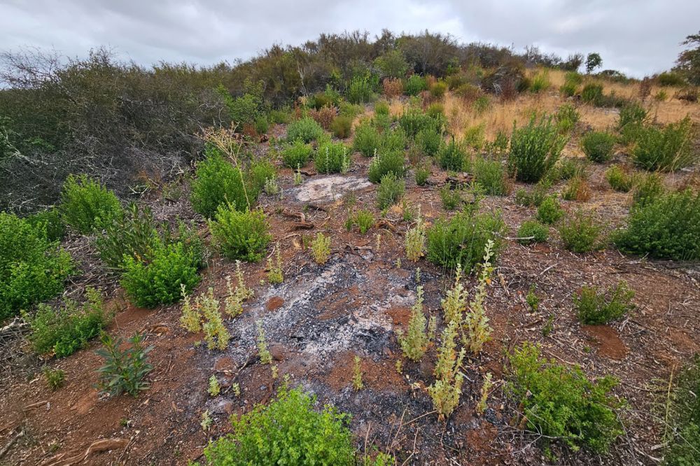 Prescribed burns at Jasper Ridge awaken a rare plant