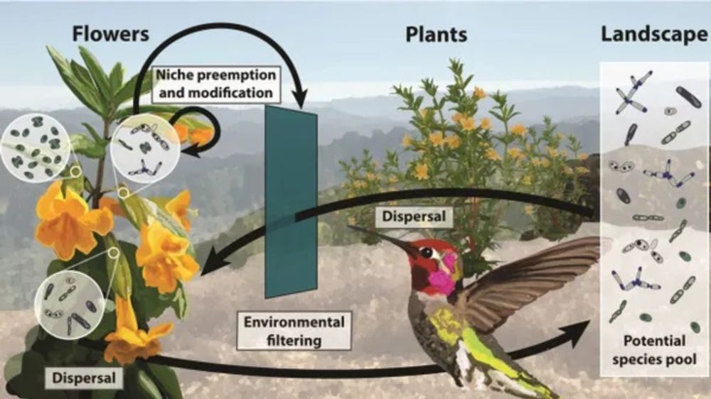 Flowers as Islands, a talk by Tadashi Fukami - California Native Plant Society