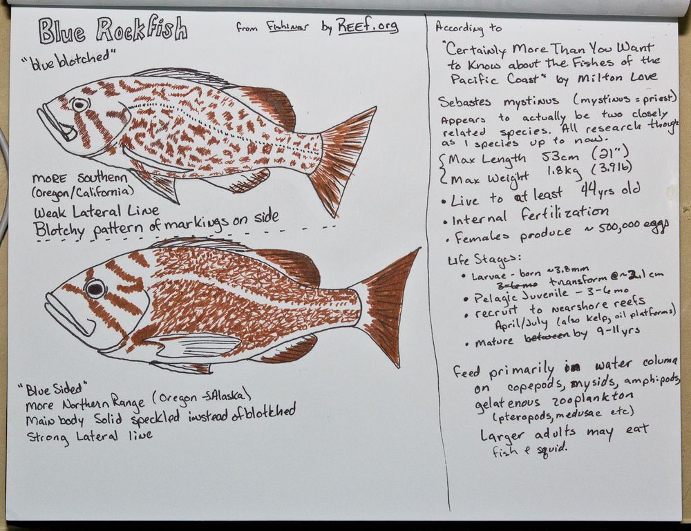 Left Collumn with 2 drawings
Blue Rockfish
from Fishinar by REEf.org
"blue blotched"
more southern (Oregon/California)
Weak Lateral Live
Blotchy pattern of markings on side

"Blue Sided"
More Northern Range (Oregon S. Alaska)
Main body Solid speckled instead of blotched
Strong Lateral live

Right Column:
According to
*Certainly More Than You Want to Know about the Fishes of the Pacific Coast" by Milton Love
Sebastes mystinus (mystinus = priest)
Appears to actually be two closely related species.
All research though
as I species up to now.
Max Length 53cm (21")
< Max Weight 1.8kg (3.91b)
• Live to at least 44yrs old
• Internal fertilization
• Females produce ~ 500,000 eggs
Life Stages:
• Larvae - born ~3,8 mm
 transform@~2.1cm
• Pelagic Juvenile - 3- 6mo
• recruit to nearshore reefs
April/July (also Kelp, oil platforms)
• Mature between by 9-11yrs
Feed primarily in water column on copepods, mysids, amphipods, gelatenous zooplankton (pteropods, medusae etc)
Larger adults may eat fish & squid.