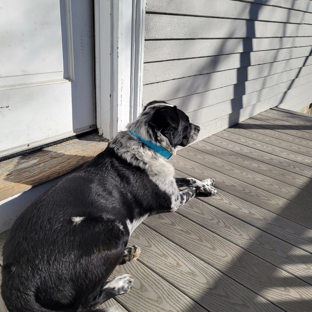 Black and white dog in sun. 