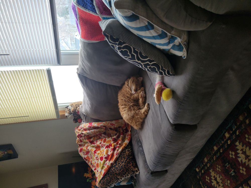 Ginger cat on gray couch 
