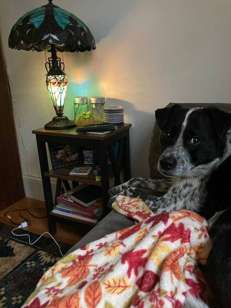 Black and white dog on couch with fall blanket