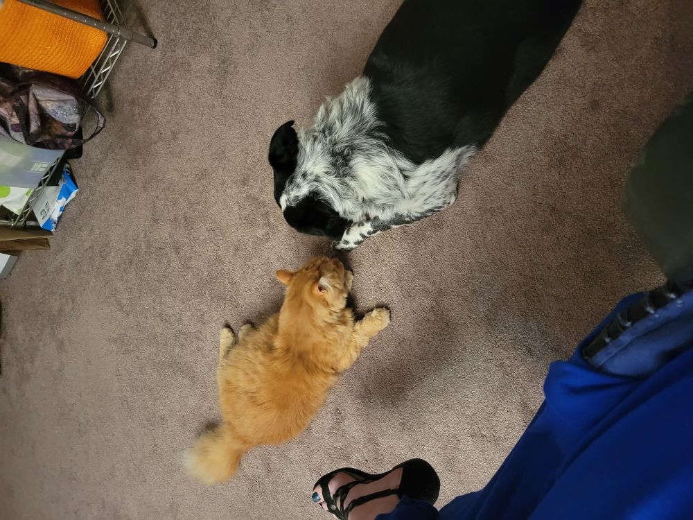Orange cat and black and white dog