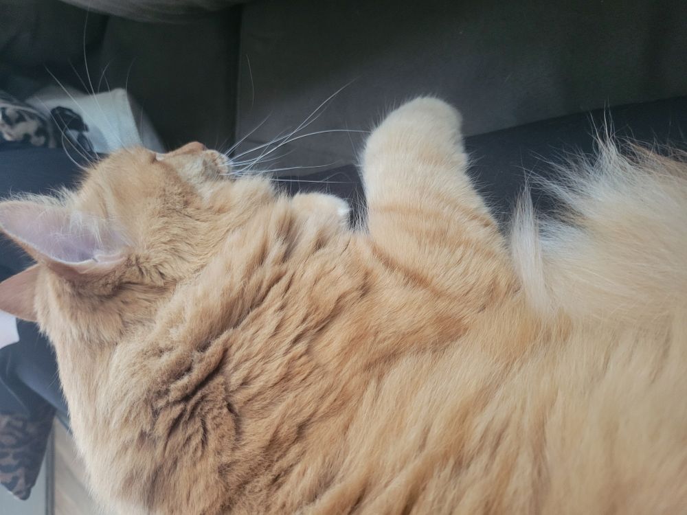 Ginger tabby floof level 8. 