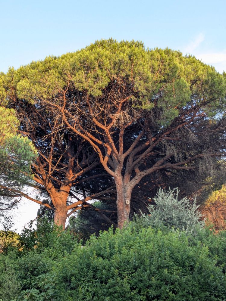 La lumière dorée dans les pins parasols donne l'heure de l'apéro