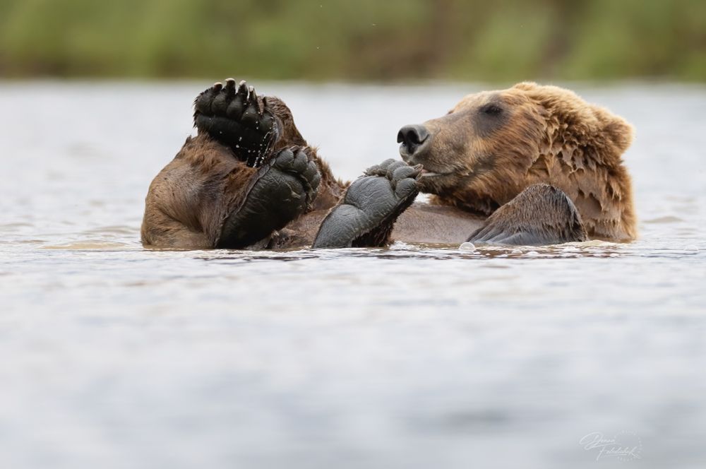 Bear soaking in a river on its back with its paws up 