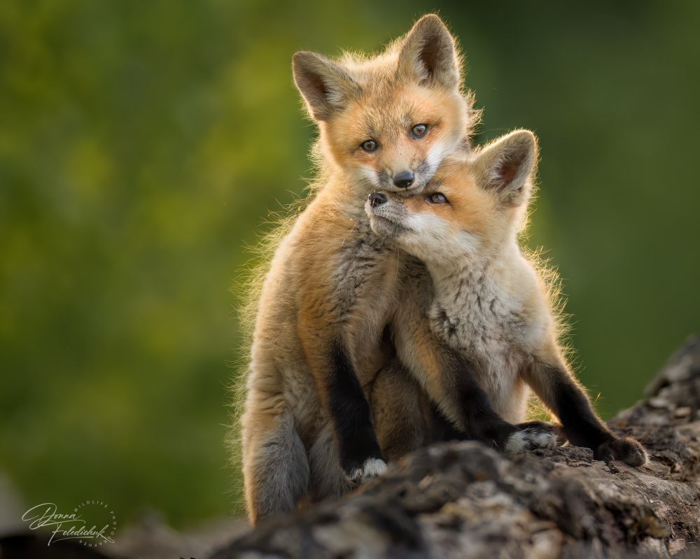 A pair of nuzzling fox kits 