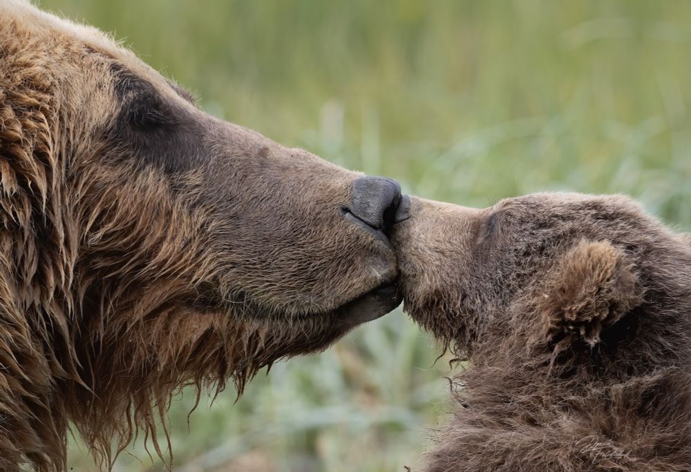 Mom and brown bear cub nuzzling 