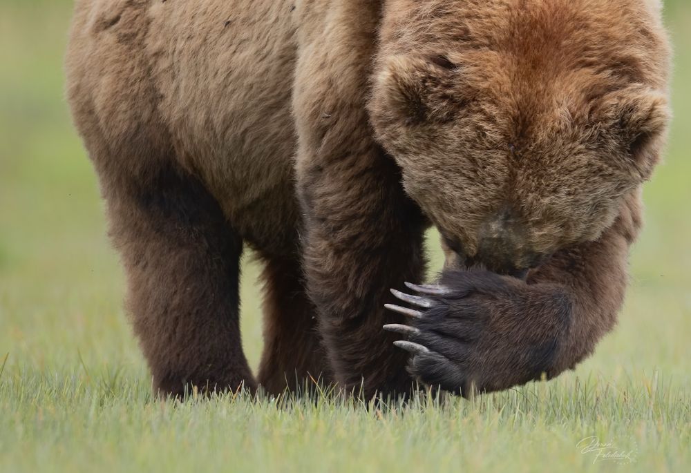 Grizzly with its paw in front of its face 