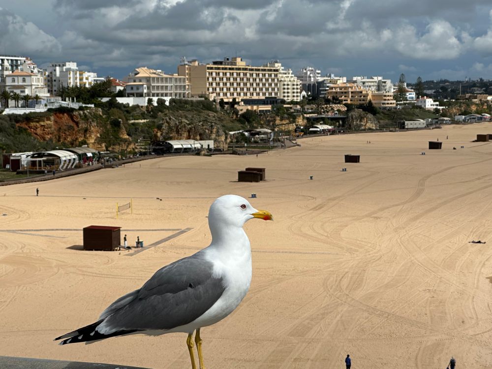 A seagull in the foreground against a background of a large beach with flats in the background. A lovely sunny day