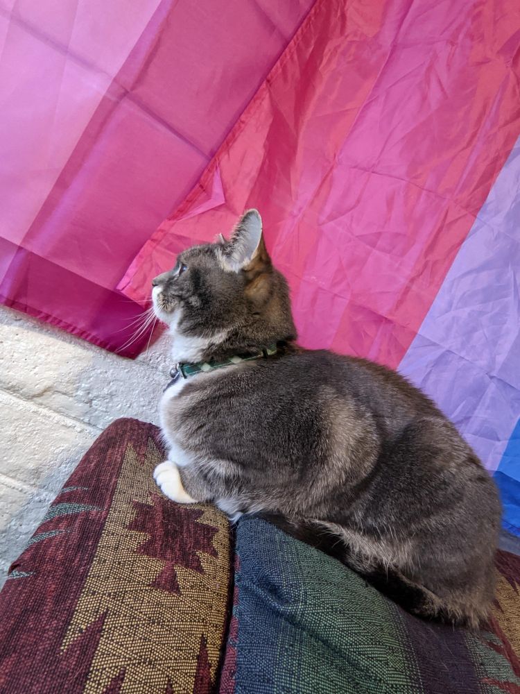 my beautiful cat daughter laying in front of the bi and lesbian pride flags