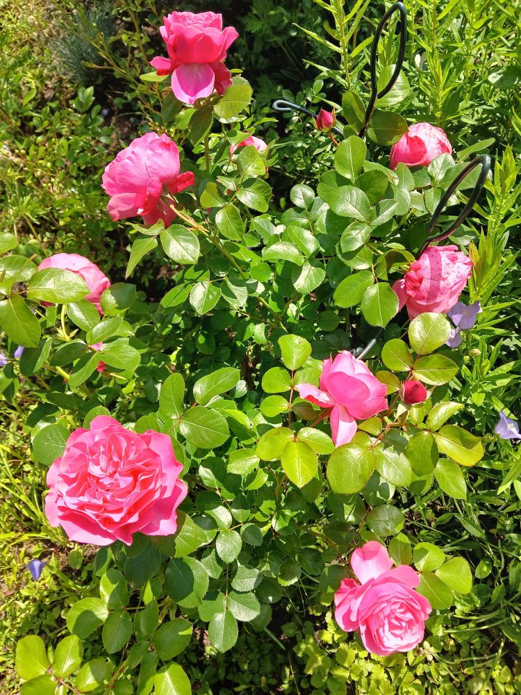 Edelrose mit acht sichtbaren, stark gefüllten Blüten in kräftigem Rosa; weitere Knospen sind zwischen dem hellgrünen, in der Sonne glänzenden Laub zu erkennen.
Seitlich stehen ein paar lila Glockenblumen mit sehr viel kleineren Blüten, wodurch die Größe der Rosenblüten nochmals betont wird. Rechts im Hintergrund die belaubten Stängel von Astern, links in einiger Entfernung eine Thuja-Hecke. (Beim Nachbarn, versteht sich ;-)