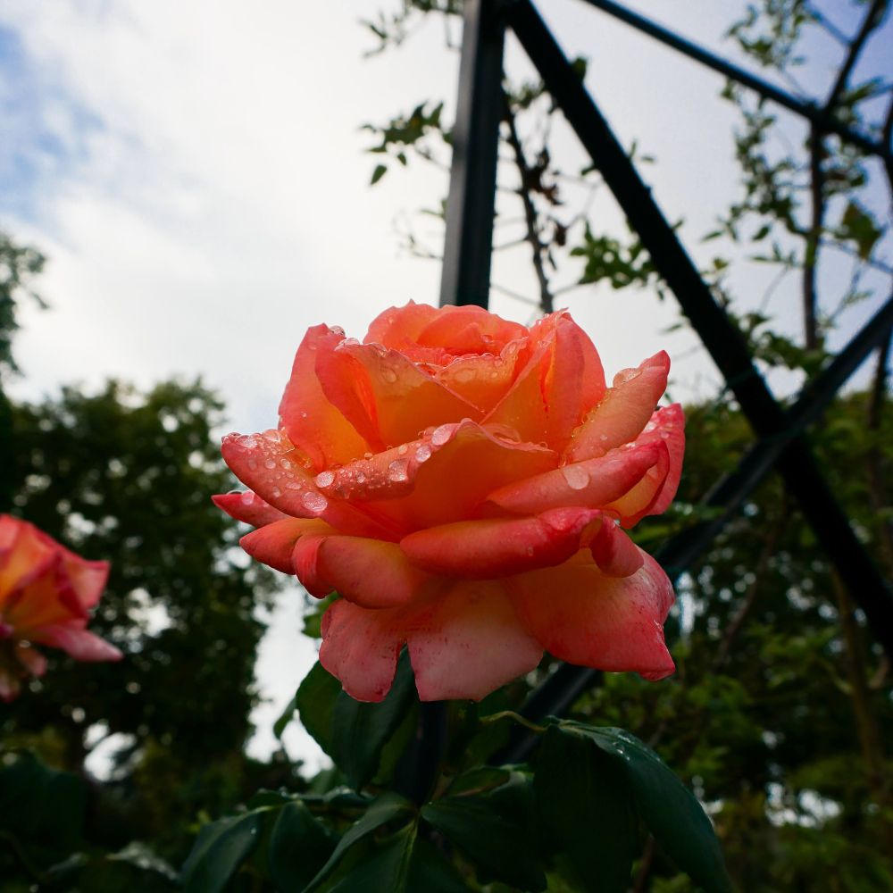 Single rose with dew against cloudy sky
