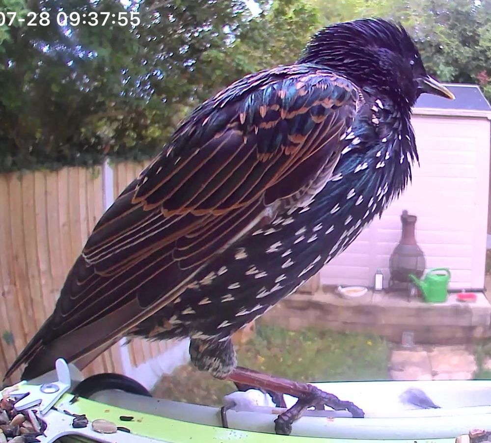 An adult starling side on with its beak facing to the right. It stands on a bird feeder camera with shed and chimnea in the background