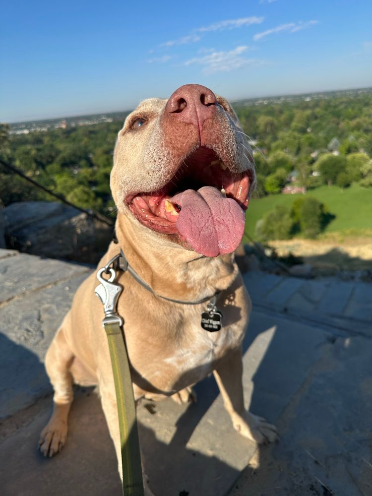 A fawn-colored pitbull smiles near an overlook. 