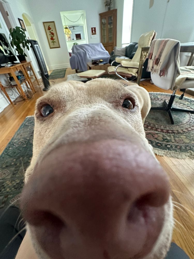 Close up of the snout of a tan pitbull