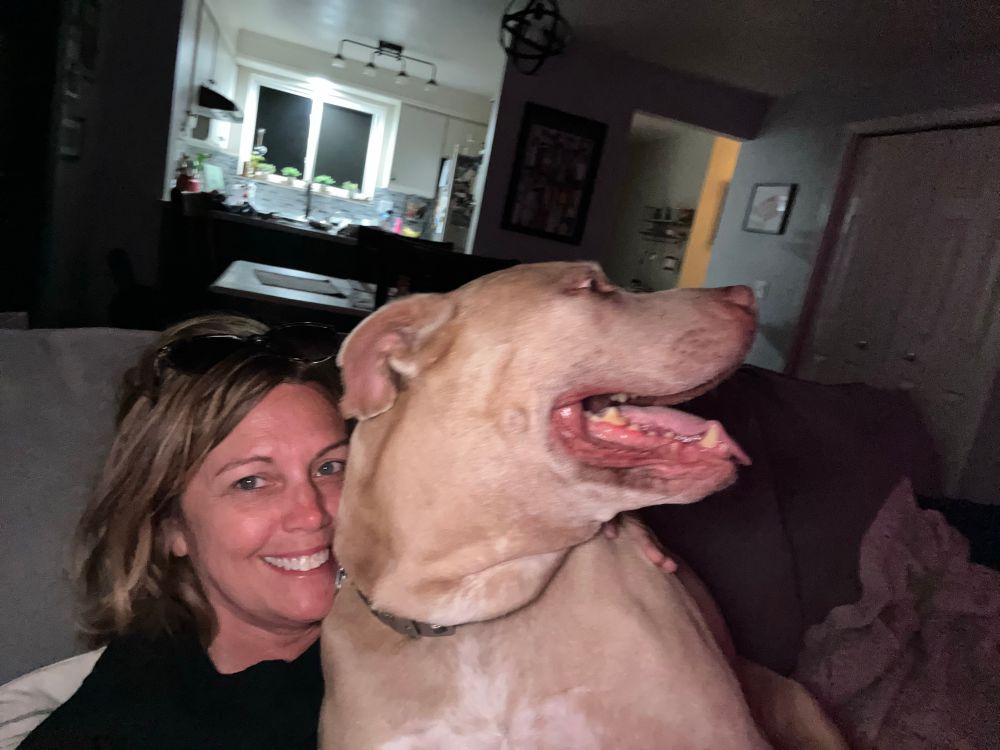 A large fawn colored pitbull smothers an innocent bystander 