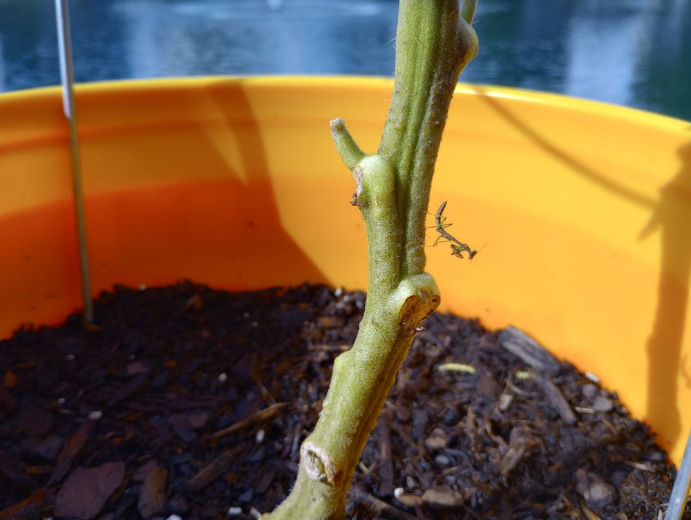 Yes that's right, it's the same mantis 