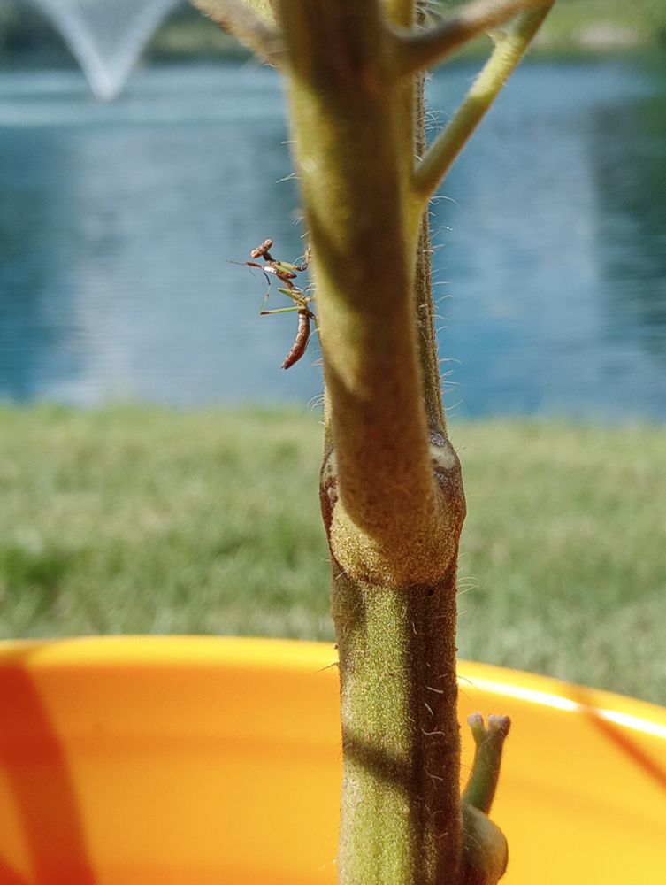 A small praying mantis on a tomato stalk