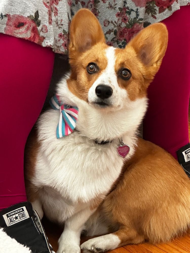 Min the corgi sitting between Terra’s legs, looking at the window 