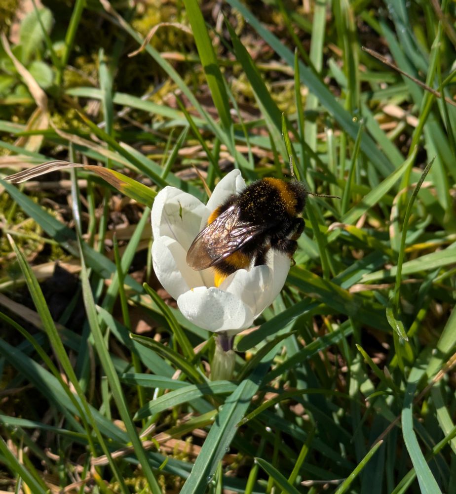 A Buff tailed bumblebee queen in a white crocus flower in a patch of grass.