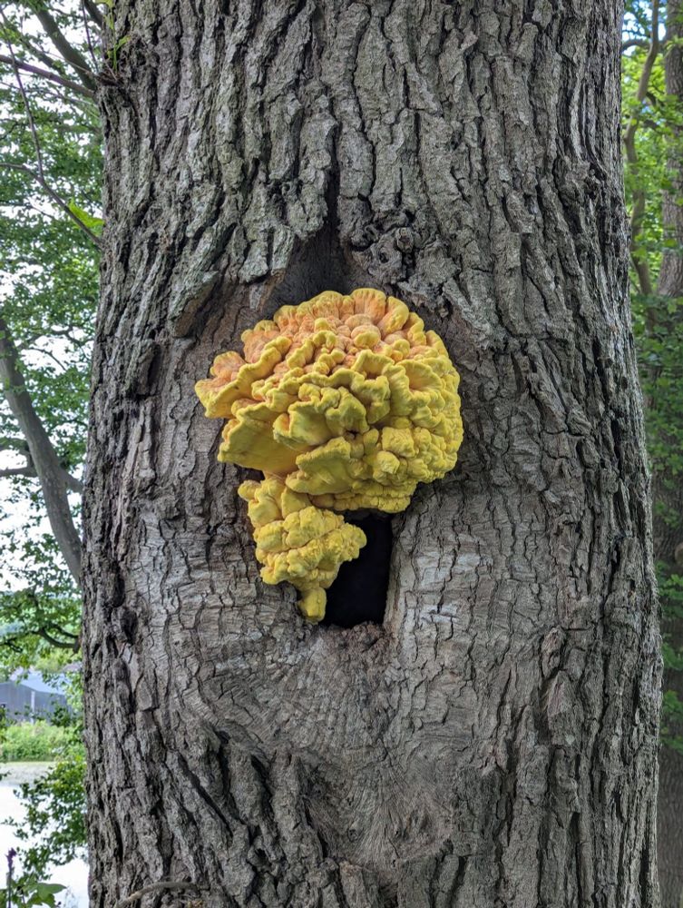 Lovely specimen of chicken in the wood fungi. Sulphur yellow lobes tinged with orange. 
