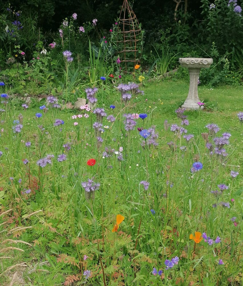 Phacelia, cornflower, poppy, lots of lovely wildflowers. 