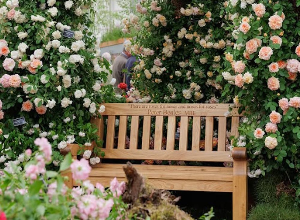 A bench on Peter Beales Roses' stand at Chelsea Flower Show 2025.