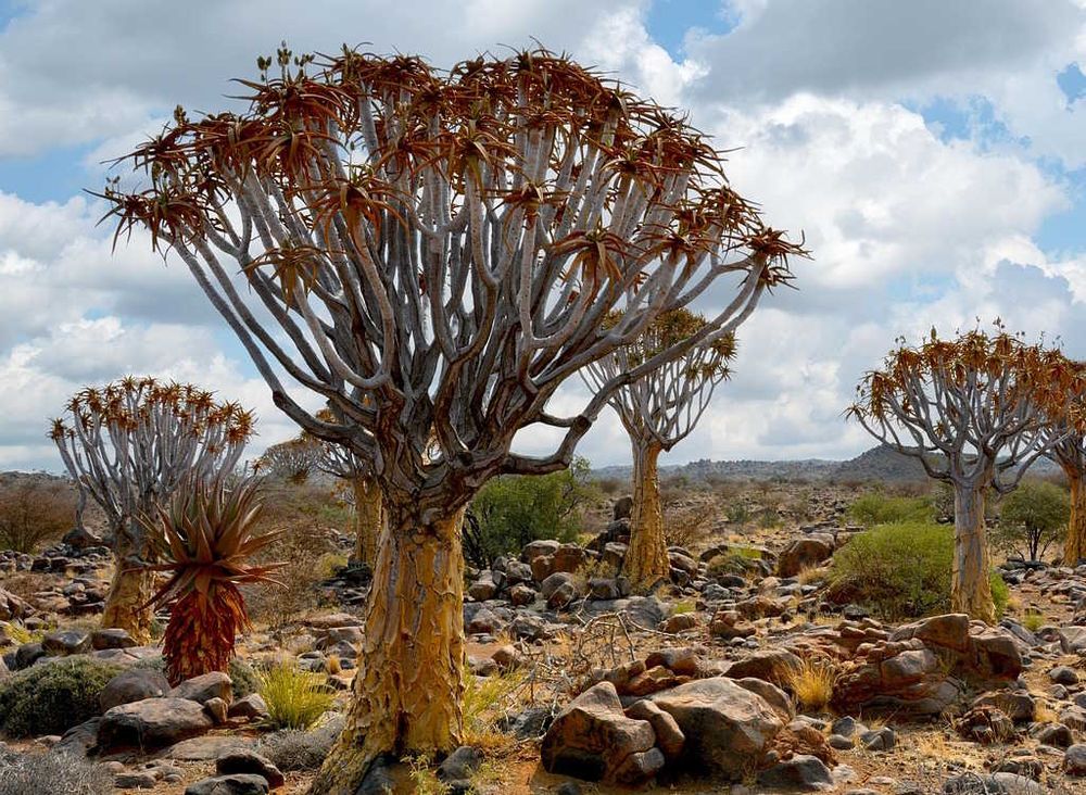 Quiver trees in Africa on a rocky desert plain.