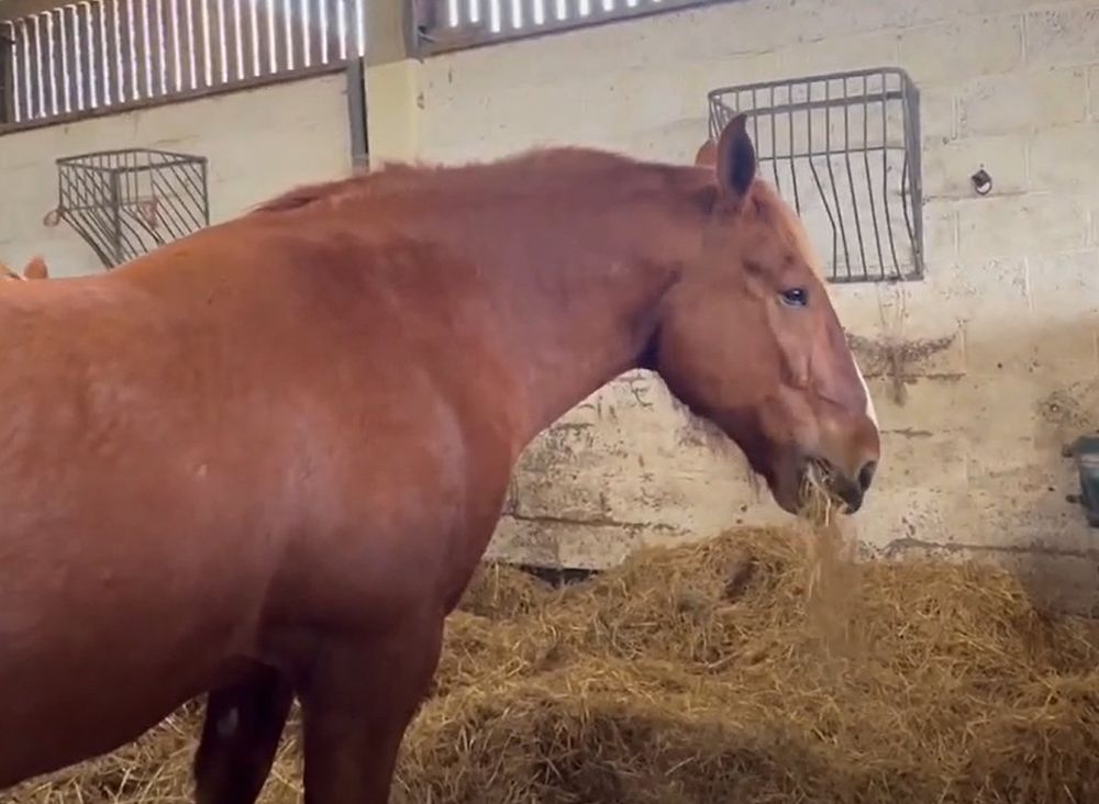 A Suffolk Punch horse in the stables.