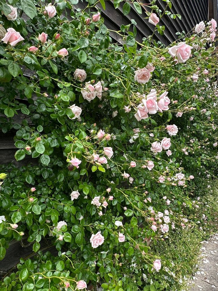 A wall of roses in bloom.