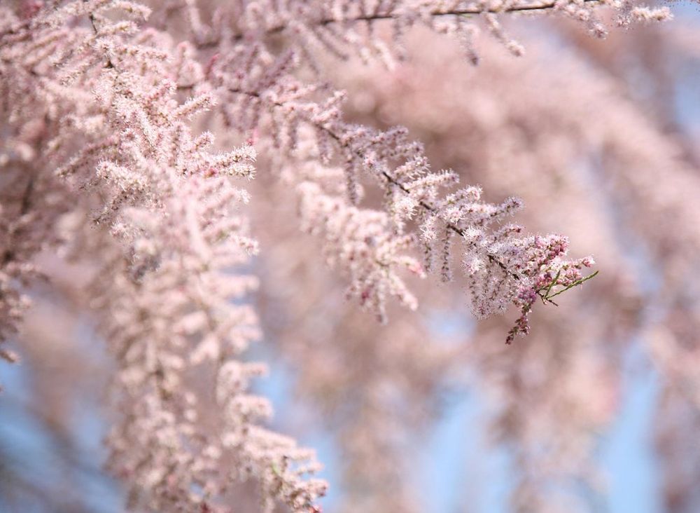 A pink tamarisk in bloom.