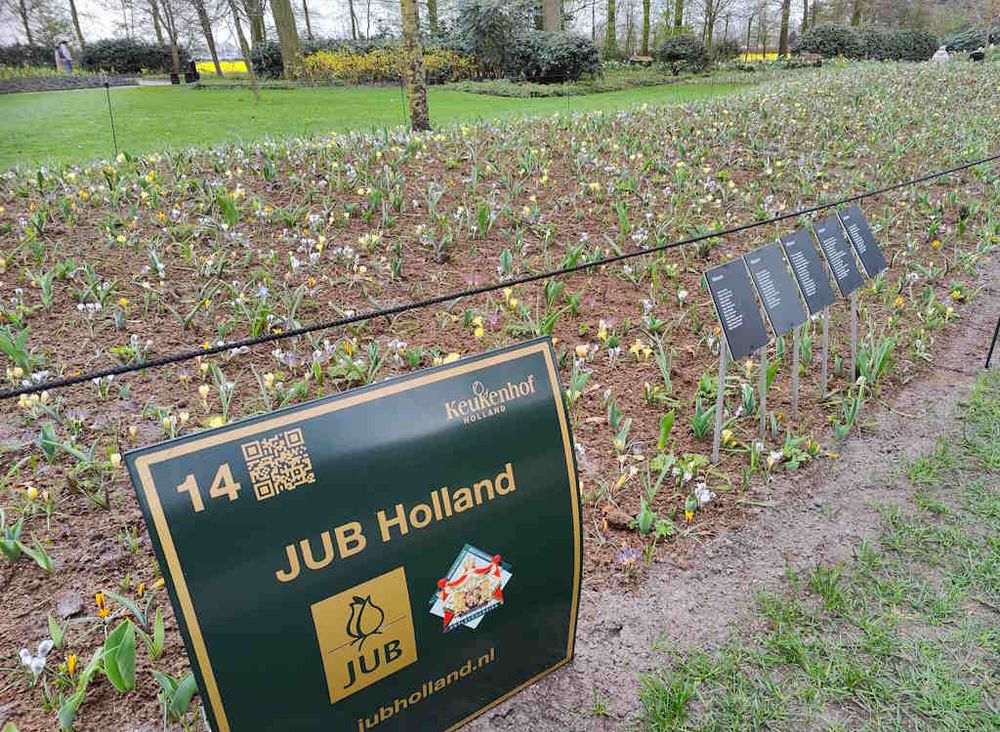 The JUB Holland border in March 2025 with mainly crocuses in bloom.