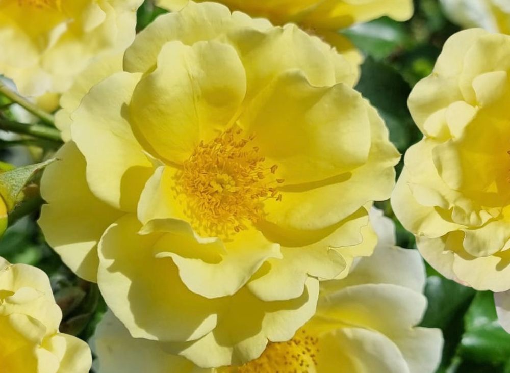 Ashton Wold a new rose due for launch at Chelsea Flower Show 2025.