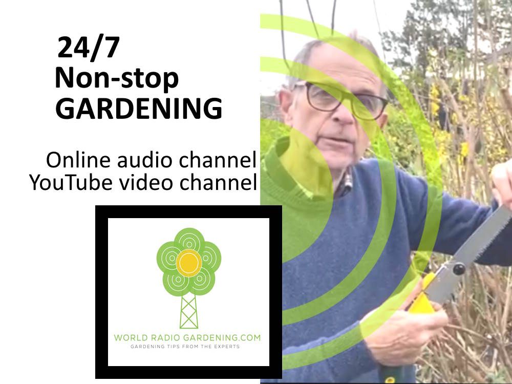 24/7 non-stop gardening from World Radio Gardening dot com. Online audio channel and YouTube video channel available now to help with your gardening challenges.