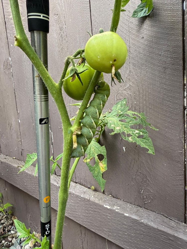 A caterpillar on tomatoes in USA.