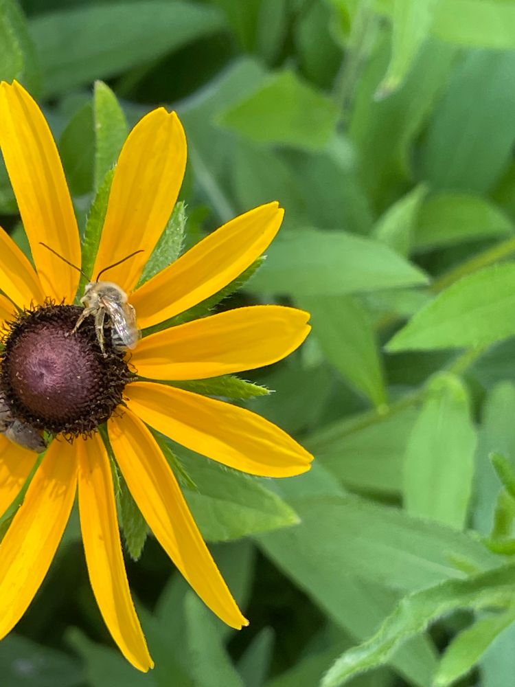 bee dozing on a black eyed suan