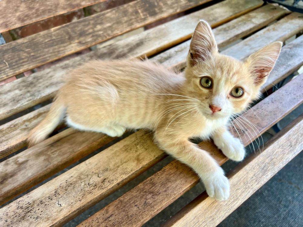 a picture of an orange kitten with large pointy ears and big green eyes.